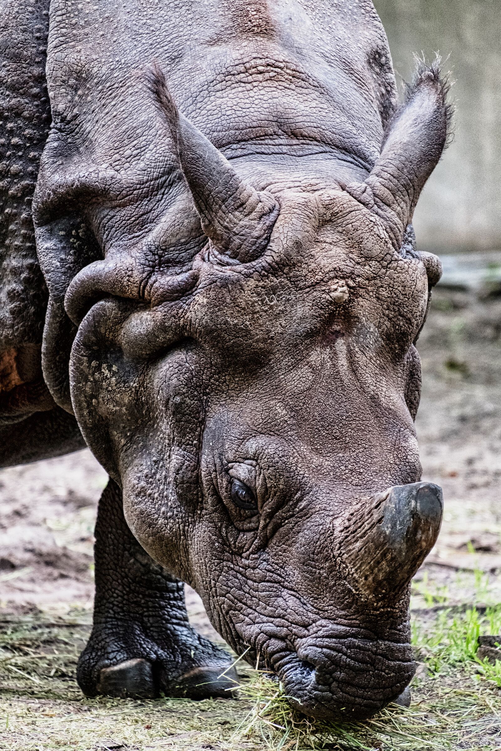 Fujifilm X-T2 + Fujifilm XF 55-200mm F3.5-4.8 R LM OIS sample photo. Rhinoceros, zoo, animal photography