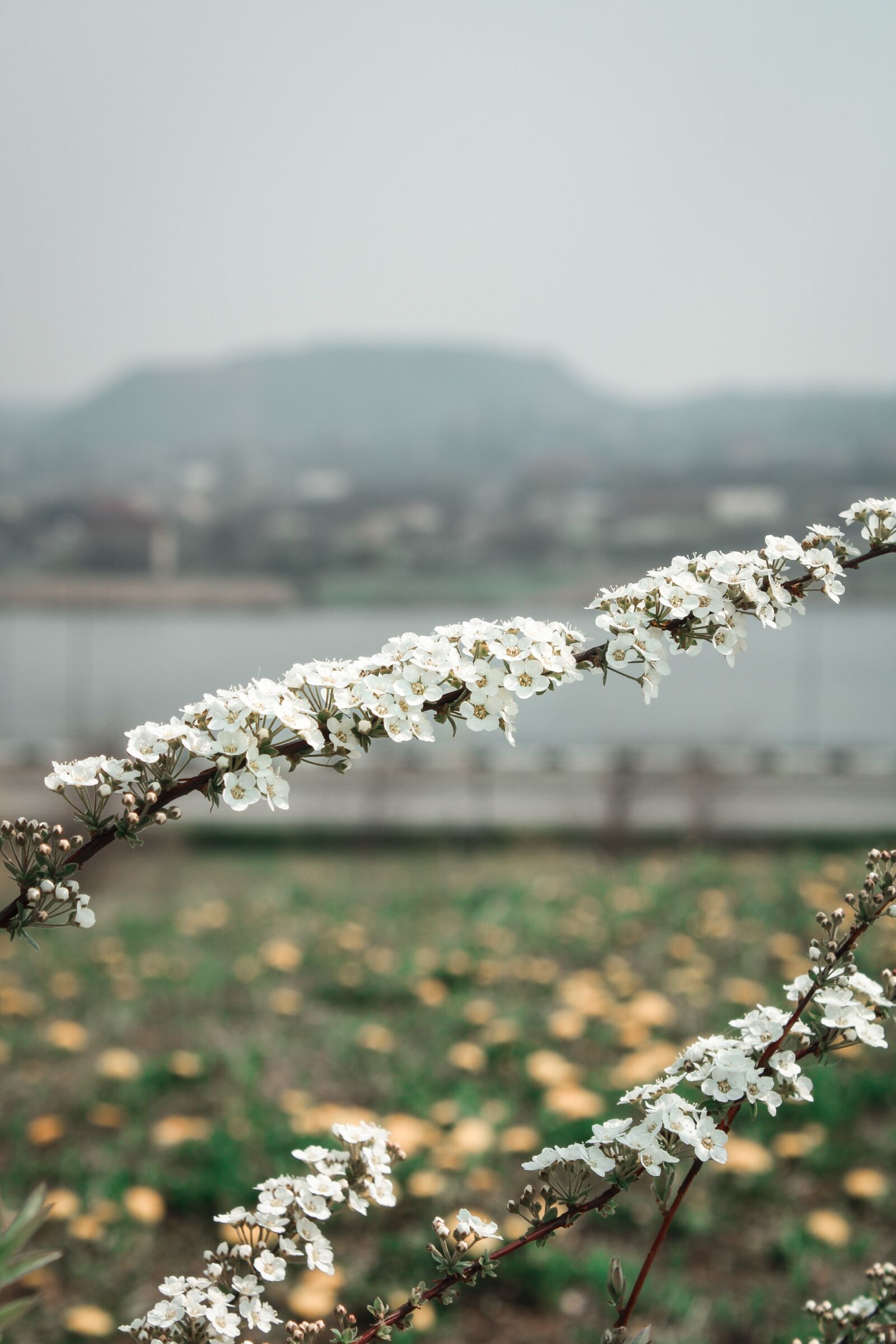 Canon EOS 2000D (EOS Rebel T7 / EOS Kiss X90 / EOS 1500D) sample photo. White, spring, flowers photography