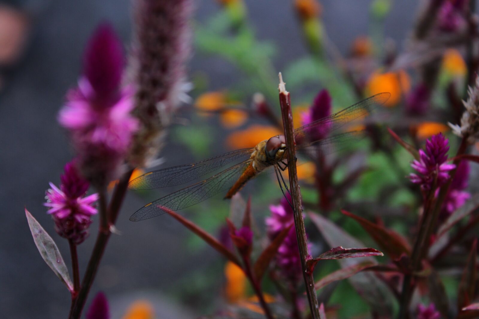 Canon EOS 650D (EOS Rebel T4i / EOS Kiss X6i) sample photo. Flowers, purple, capun photography