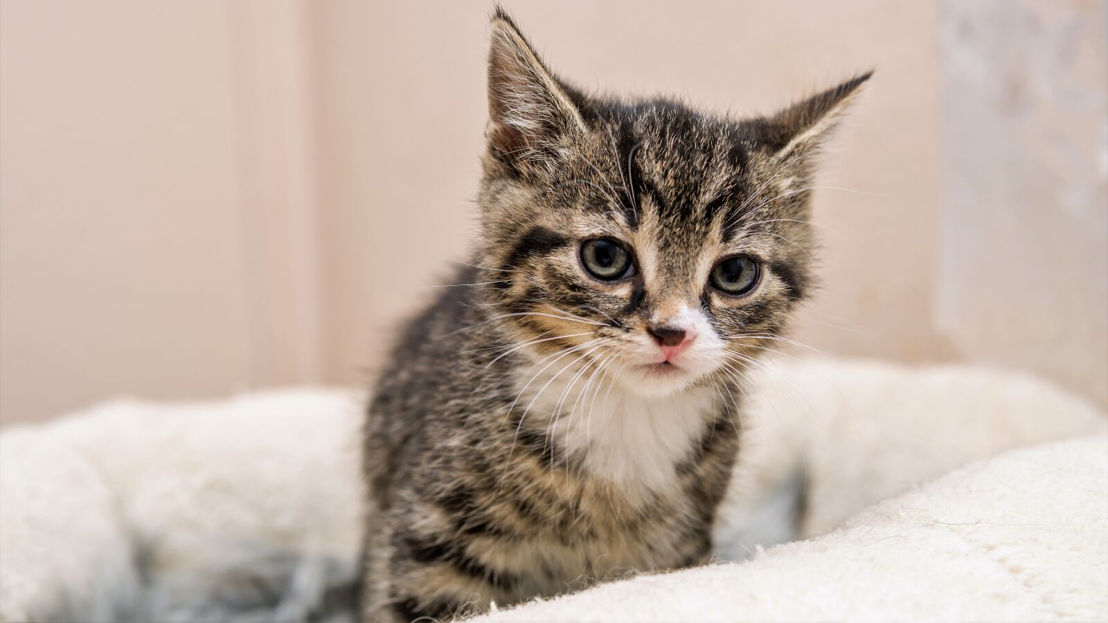 30mm F1.4 DC DN | Contemporary 016 sample photo. Kitten, cat baby, small photography