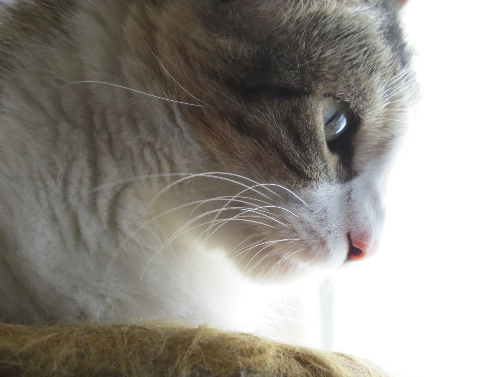 Canon PowerShot SX50 HS sample photo. Gato, felino, mascota photography