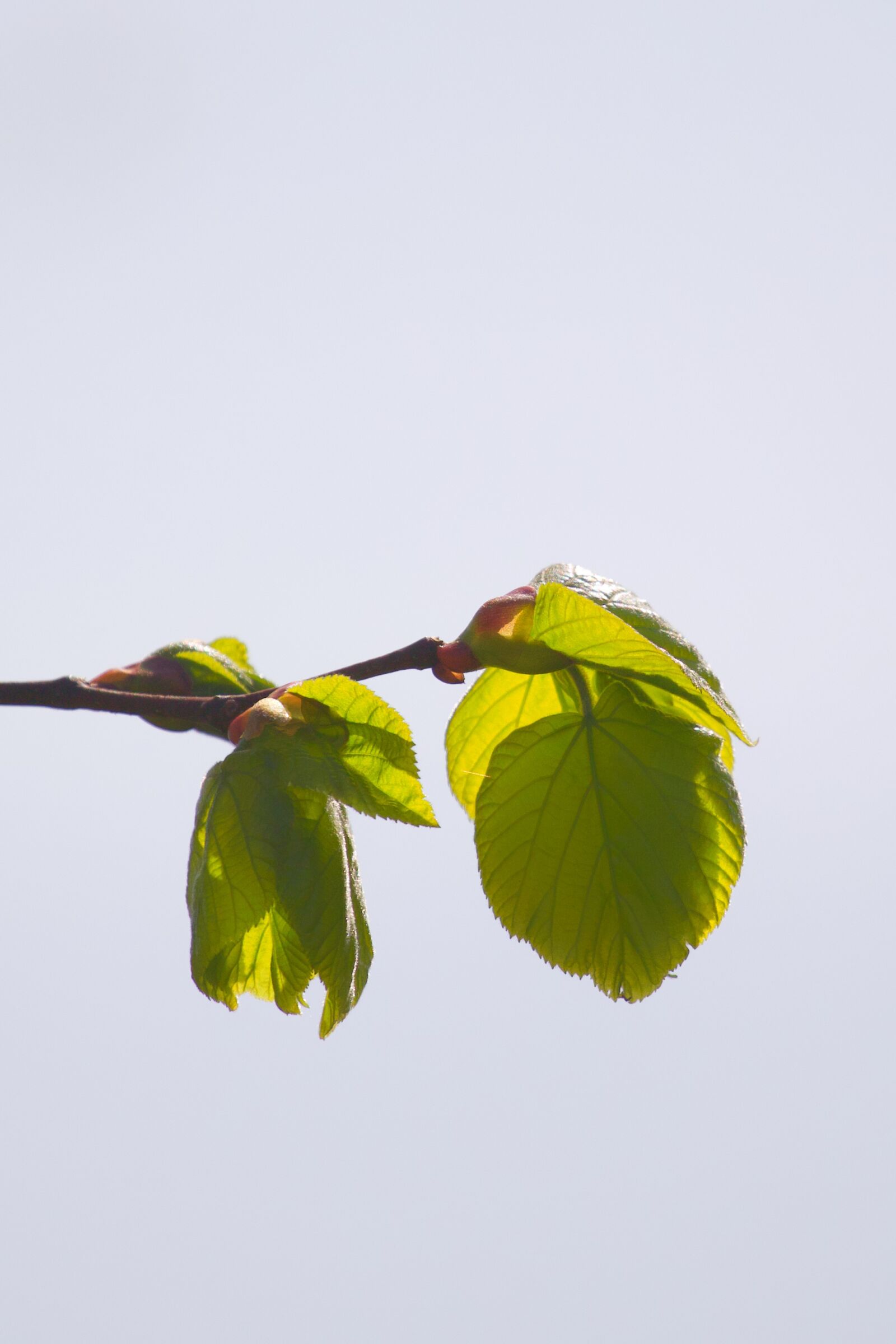 Canon EF 70-200mm F4L USM sample photo. Leaf, branch, green photography