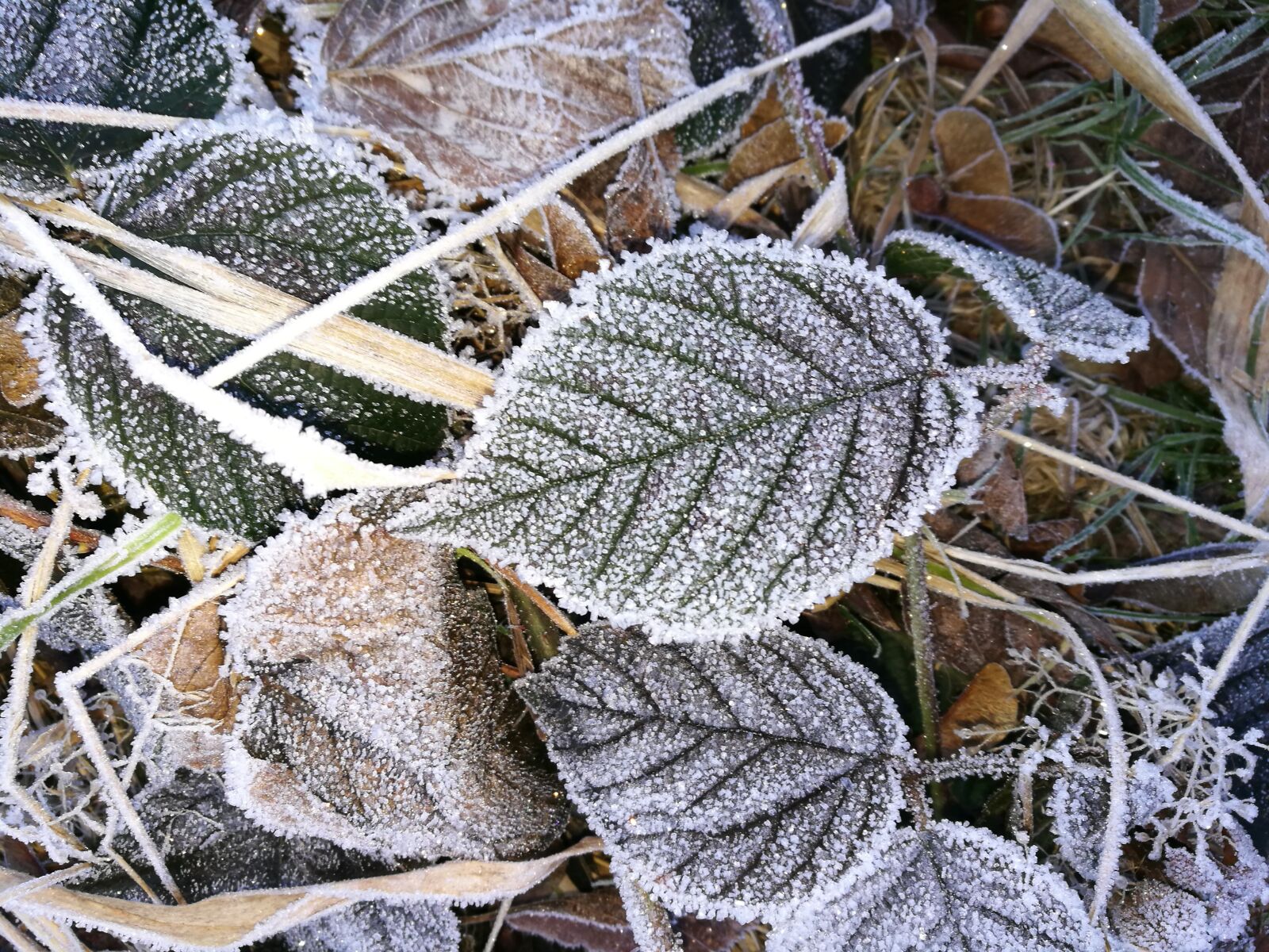 HUAWEI P9 sample photo. Leaves, frozen, ice photography
