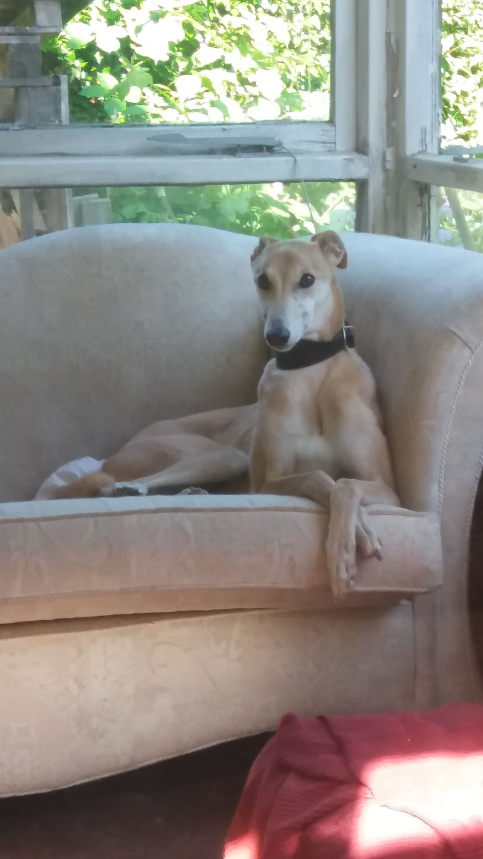 Samsung Galaxy J5 sample photo. Dog, greyhound, animals photography