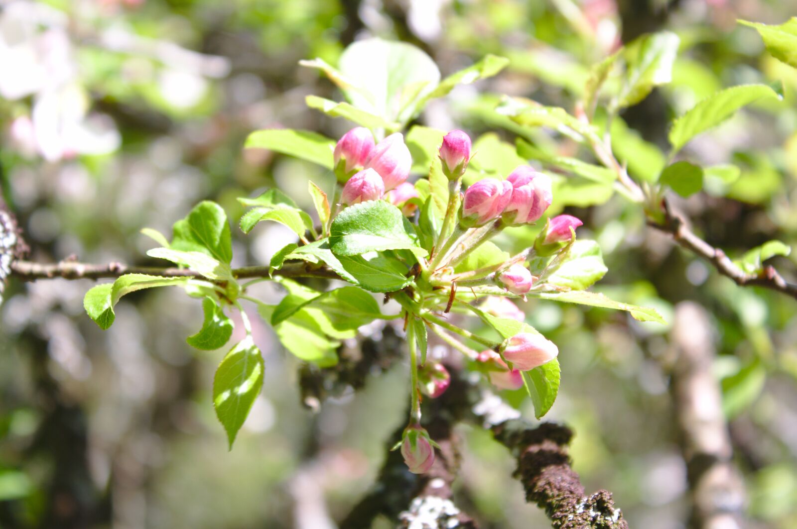 Canon EOS 50D sample photo. Apple flowers, apple, prunus photography