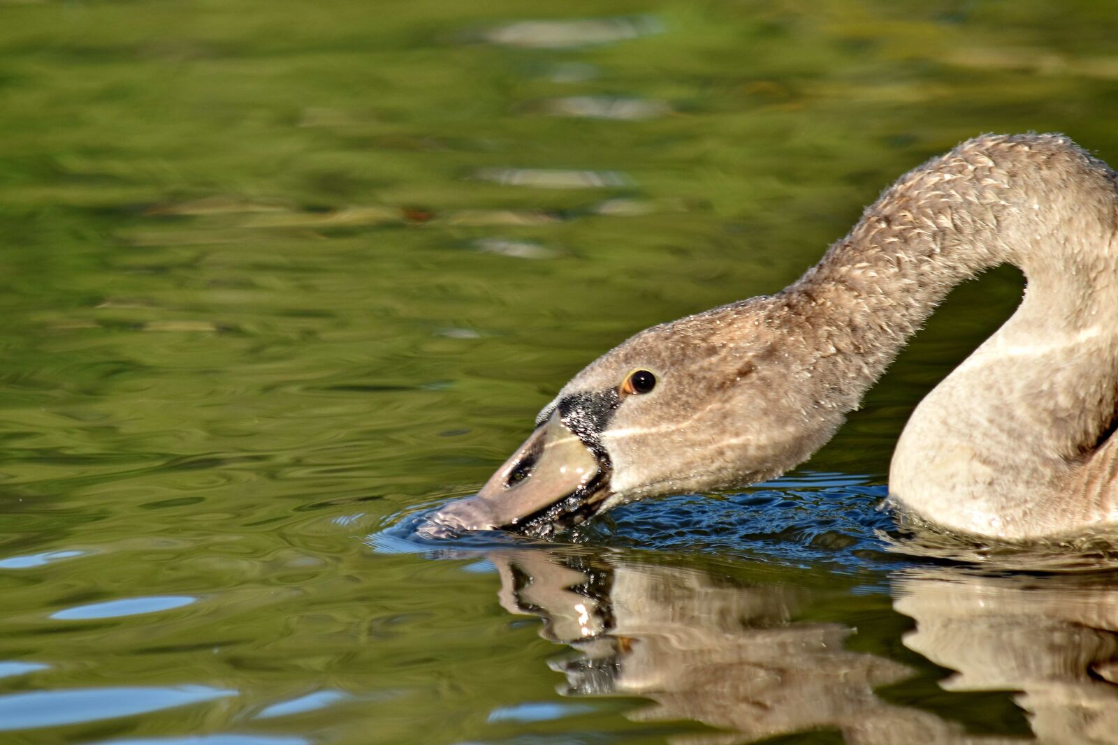 Nikon D5500 sample photo. Beak, beautiful image, close-up photography