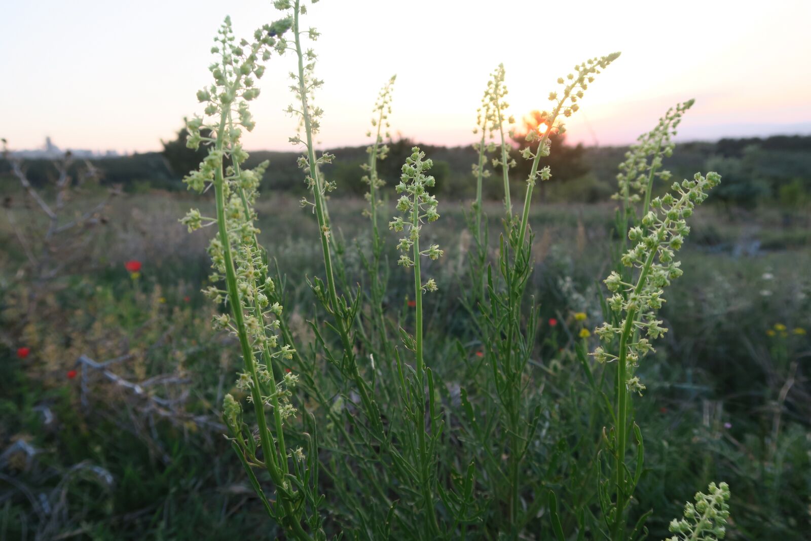 Canon PowerShot G7 X sample photo. Nature, plant, sunset photography