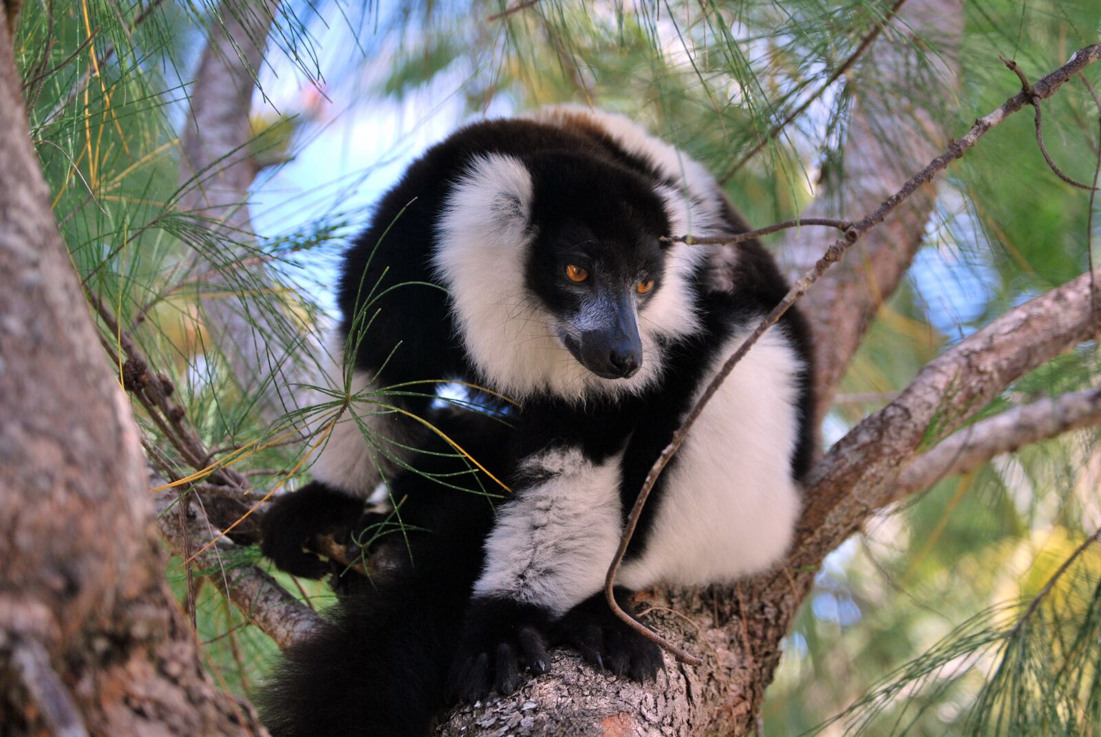 Nikon D60 sample photo. Lemur, various, animals photography