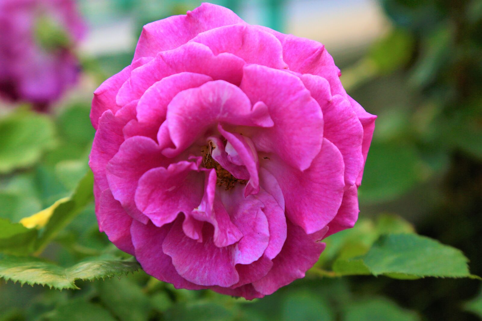 Canon EOS 5D Mark III sample photo. Rose, spring, nature photography