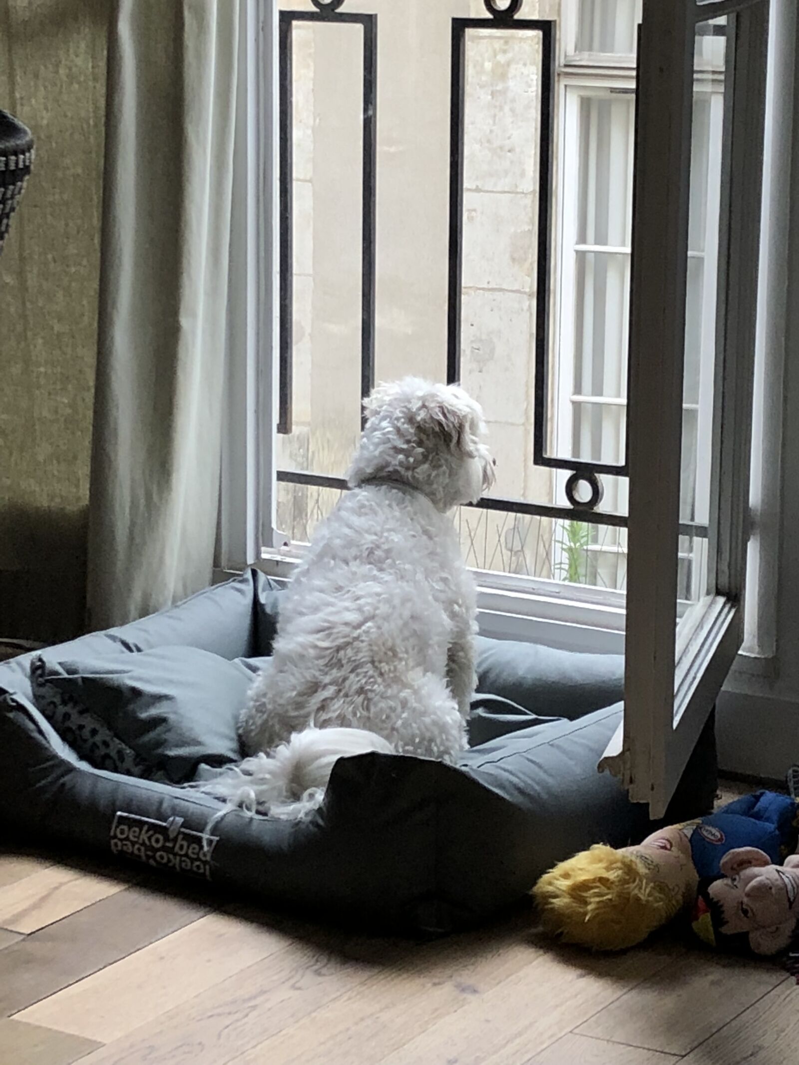 Apple iPhone 8 sample photo. Paris, dogs, watching photography