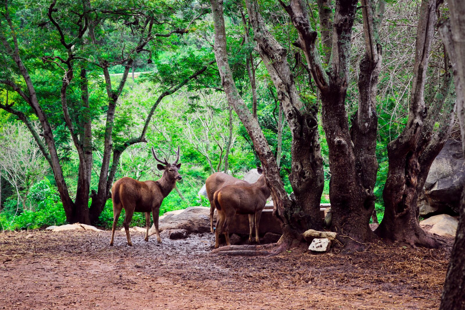 Canon EOS 750D (EOS Rebel T6i / EOS Kiss X8i) sample photo. Deer, nature, forest photography