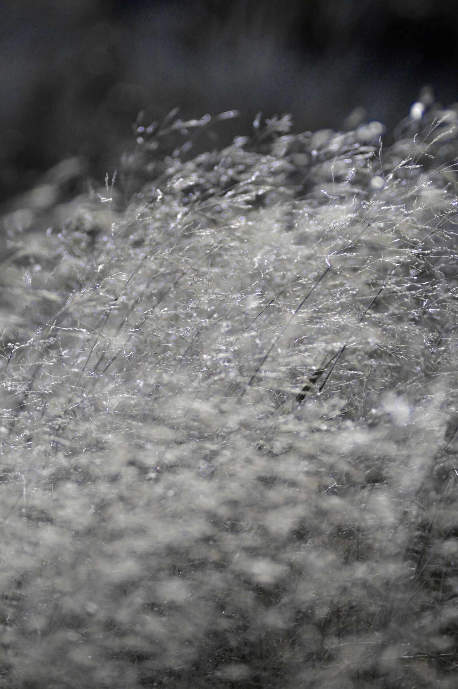 Nikon D3200 sample photo. Plants, field, nature photography