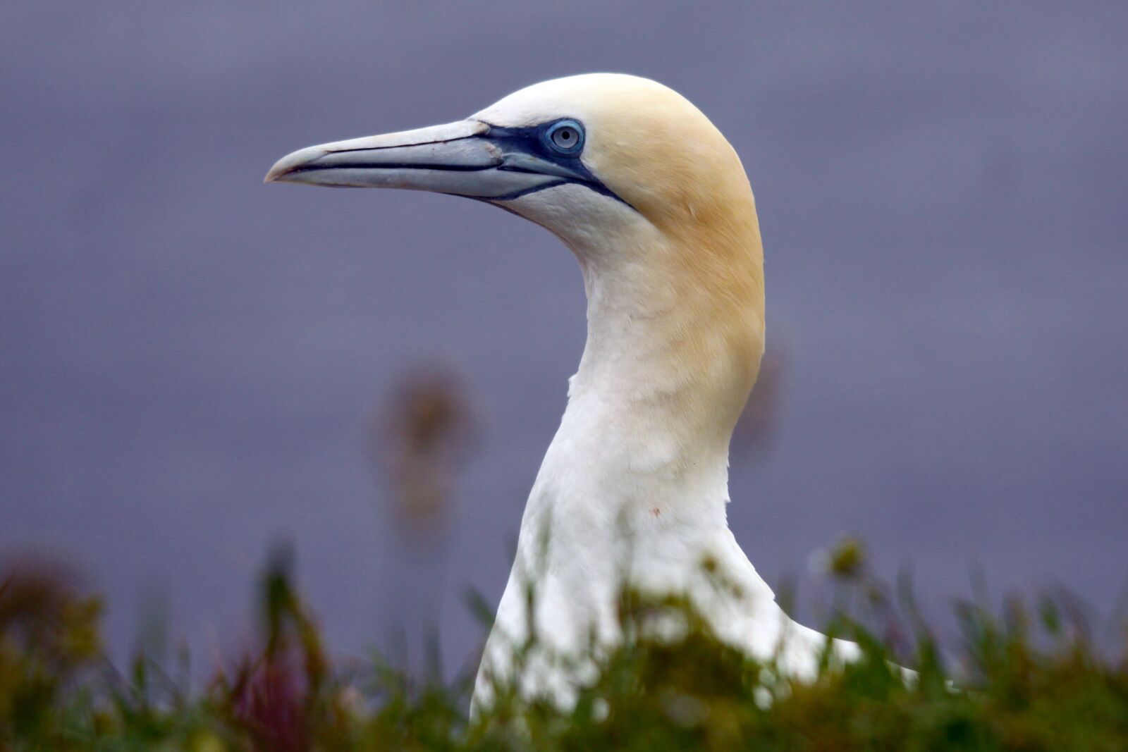 Canon EOS 50D sample photo. Germany, mecklenburg, helgoland photography