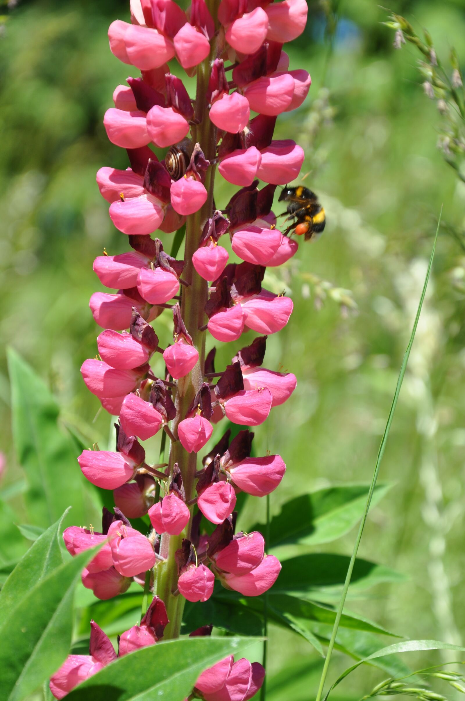Nikon D90 sample photo. Lupine, flower, hummel photography