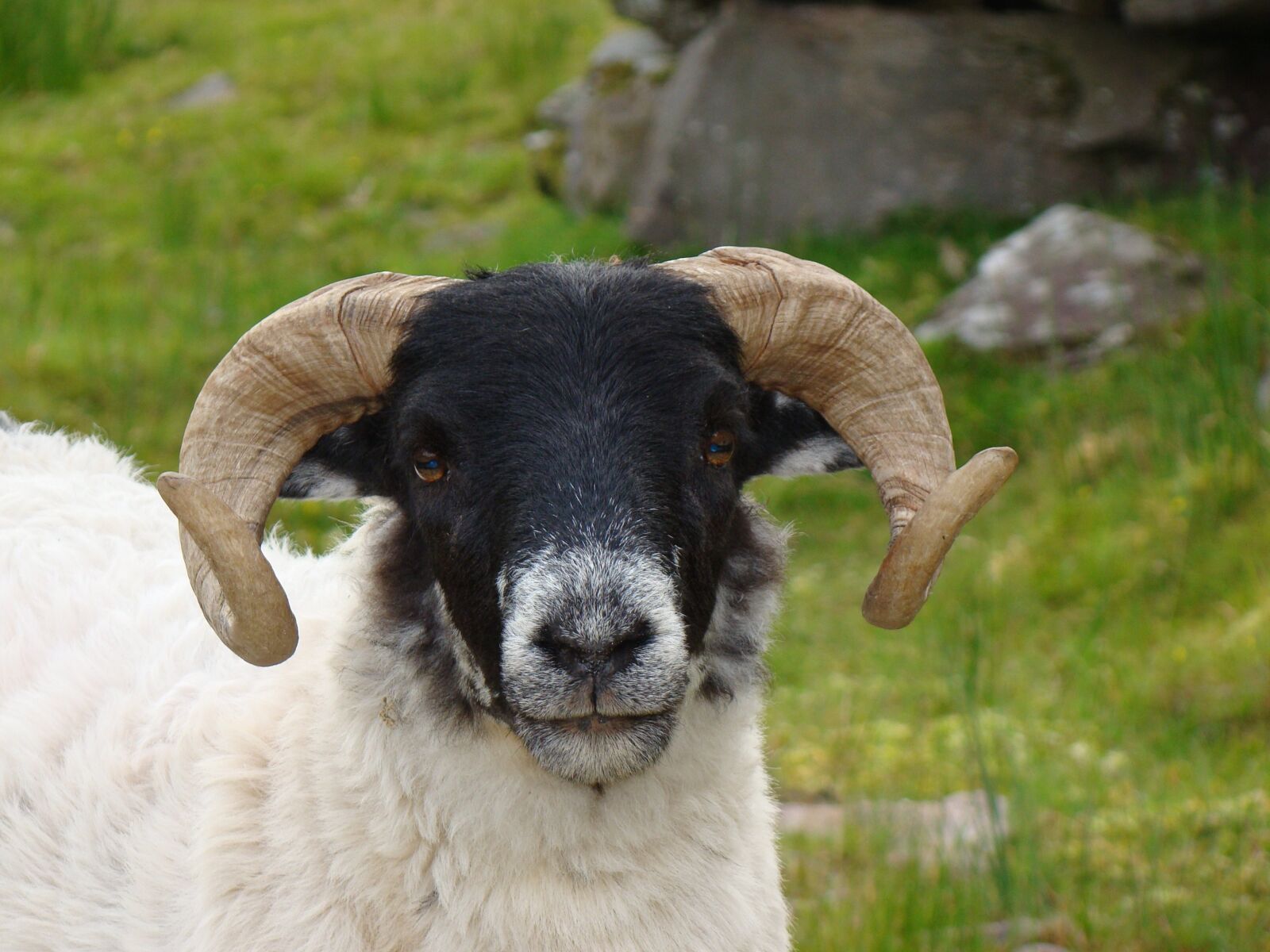 Sony Cyber-shot DSC-H50 sample photo. Sheep, bock, horns photography