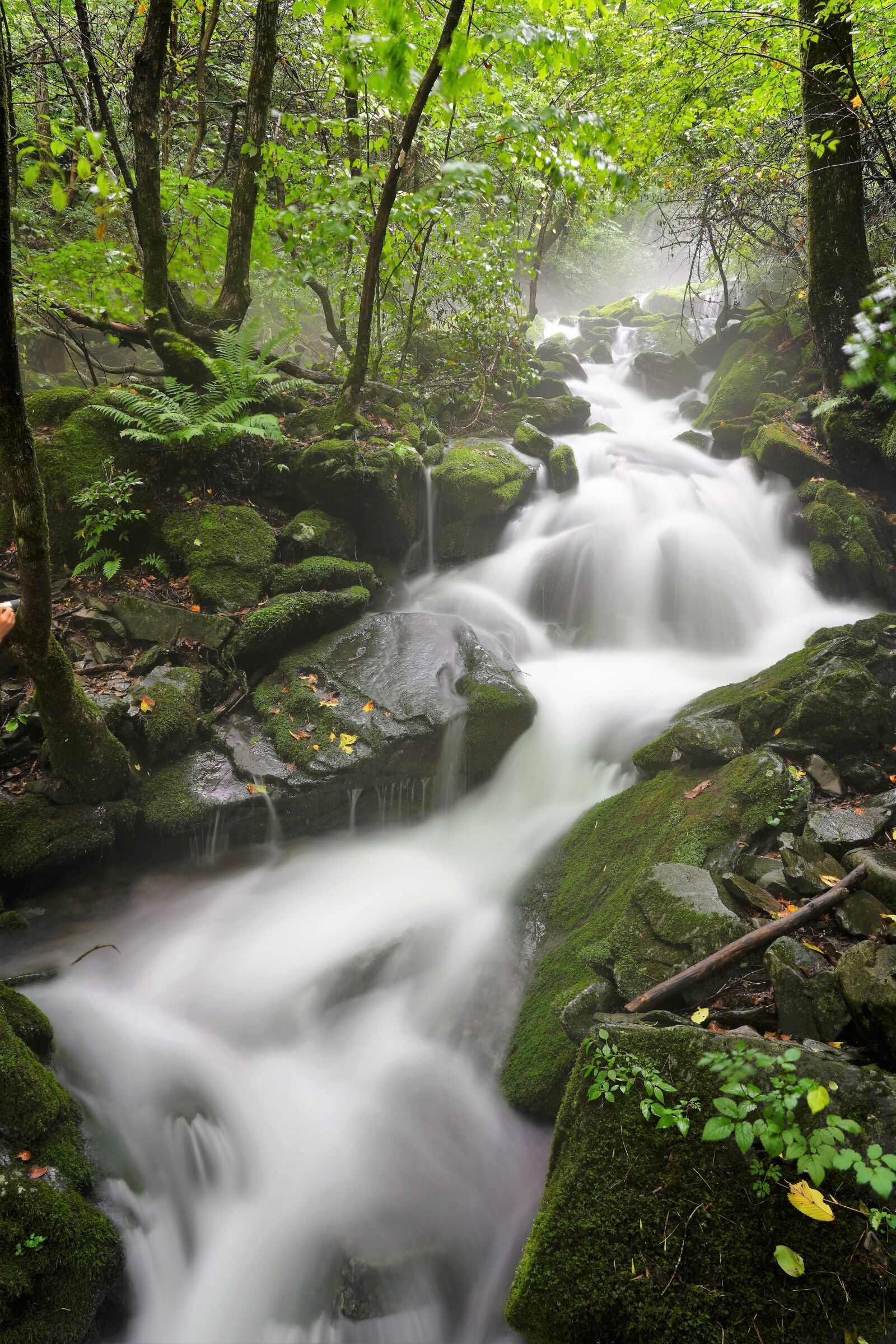 Sony FE 24-105mm F4 G OSS sample photo. Moss, brook, water photography