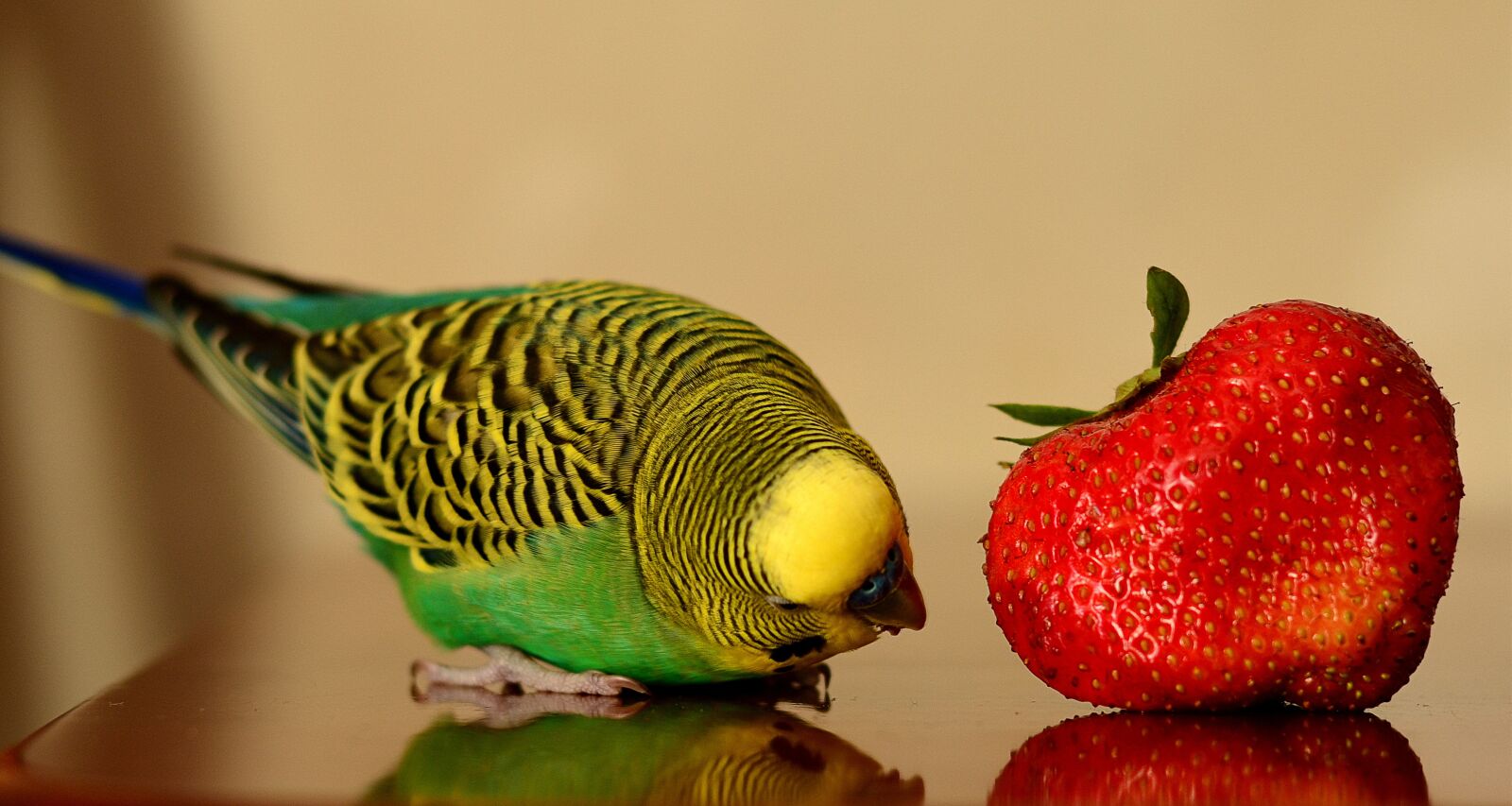 Nikon D5100 sample photo. Parrot, strawberry, positive photography
