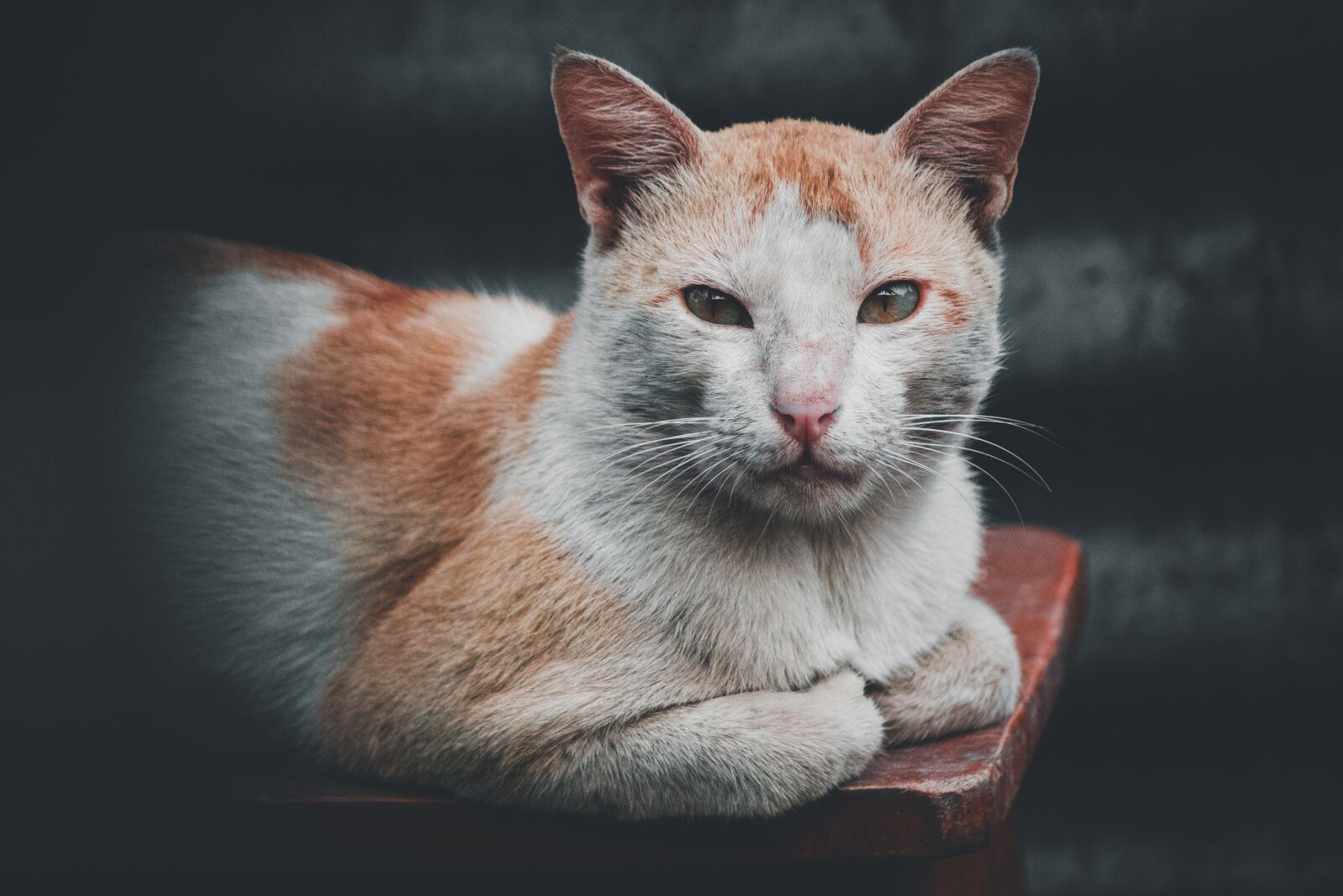 Nikon D3400 sample photo. Cat, feline, kitten photography