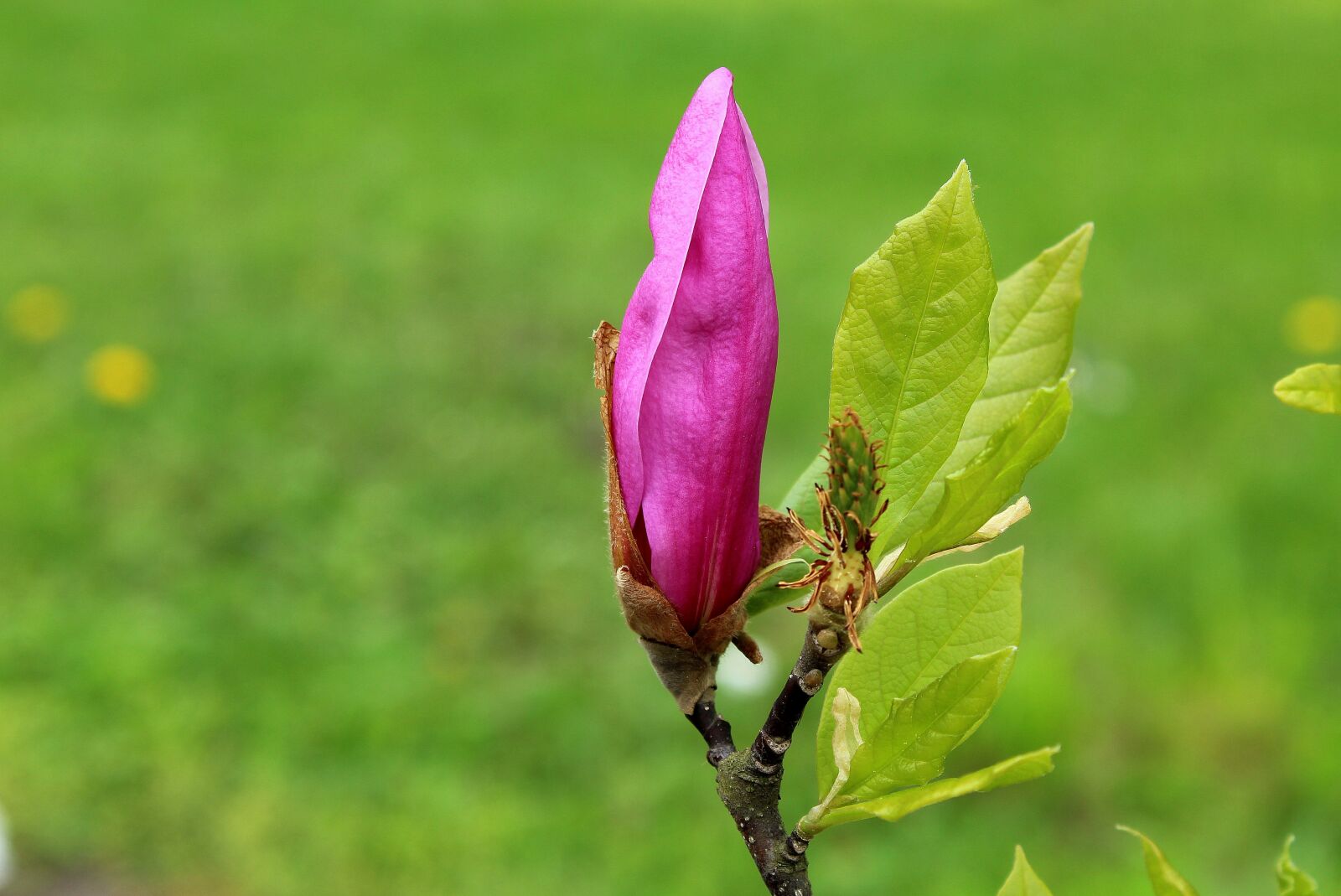 Canon EOS 1200D (EOS Rebel T5 / EOS Kiss X70 / EOS Hi) sample photo. Magnolia, bud, pink photography