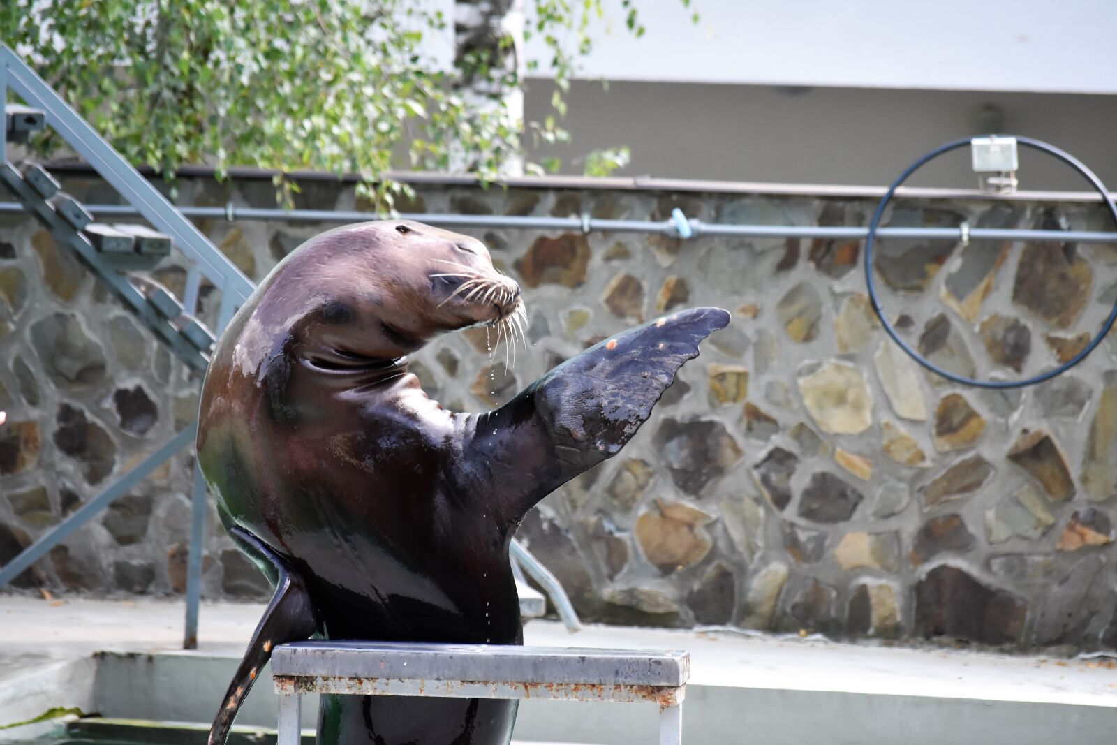 Nikon D7200 sample photo. Seal, zoo, aquarium photography
