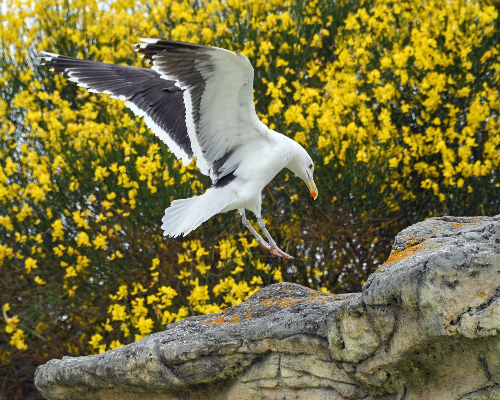 Nikon D500 sample photo. Gull, flight, land photography