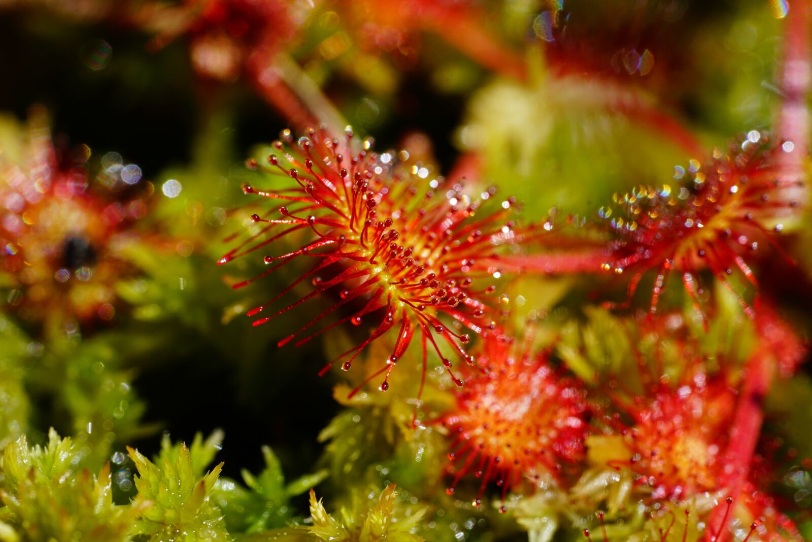 Sony a7R II + Sony FE 90mm F2.8 Macro G OSS sample photo. Round-leaved sundew, sundew, drosera photography