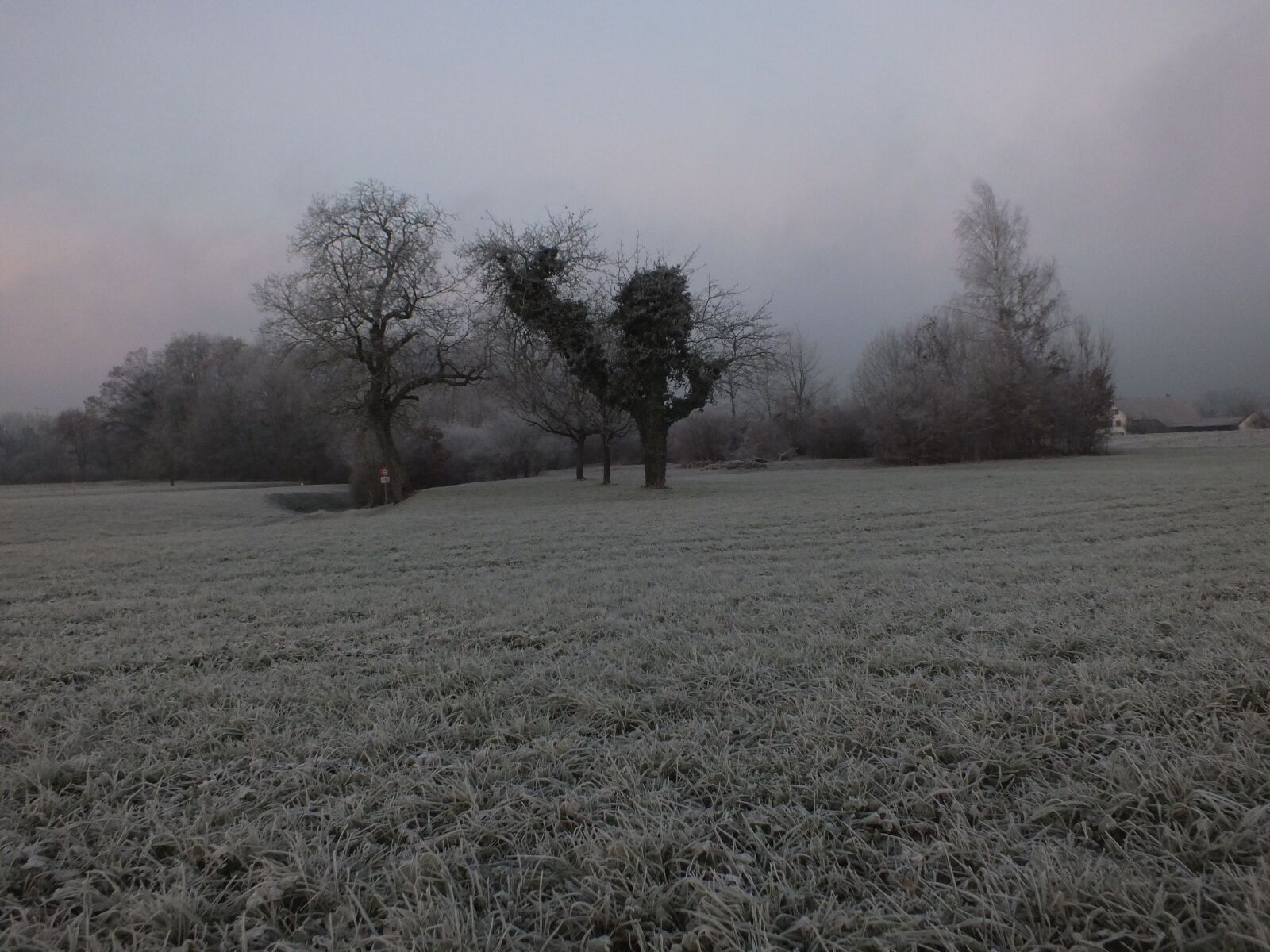 FujiFilm FinePix HS20 EXR (FinePix HS22 EXR) sample photo. Cold, tree, fog photography