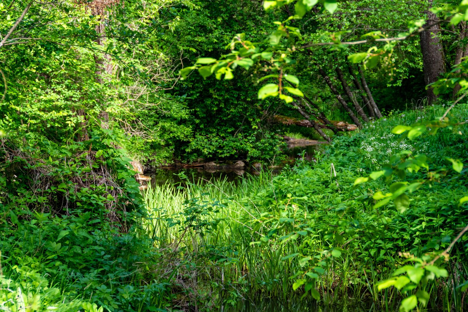 Nikon D5600 sample photo. Trees, plants, green photography