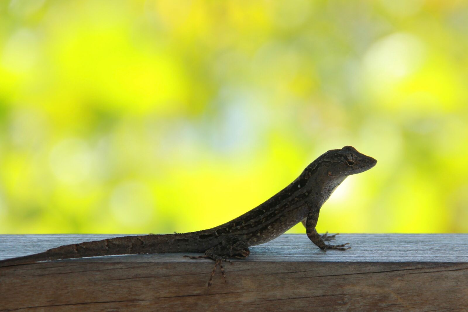 Canon EOS 550D (EOS Rebel T2i / EOS Kiss X4) sample photo. Lizard in the lens photography