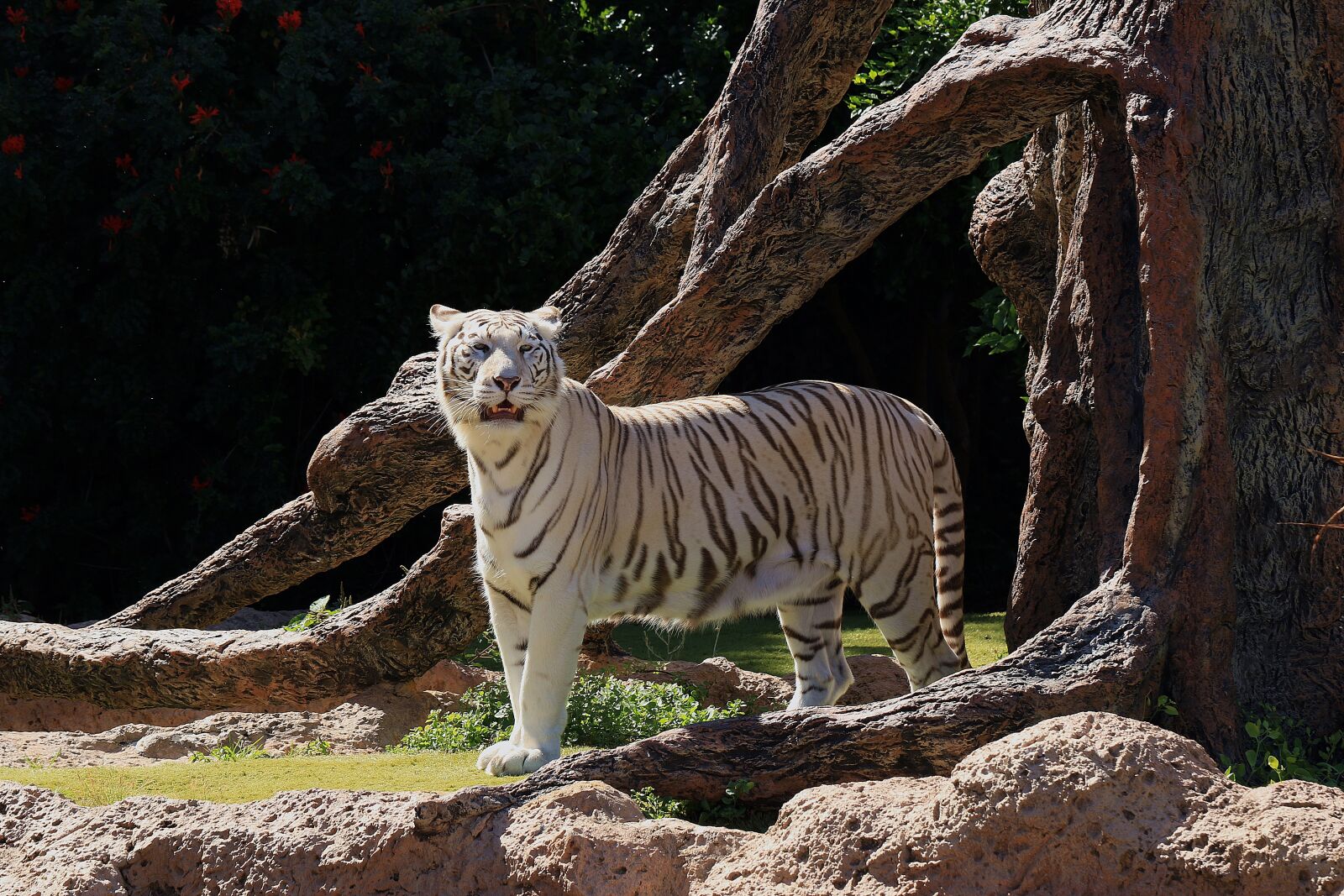 Canon EOS 7D Mark II sample photo. White tiger, dangerous, wild photography