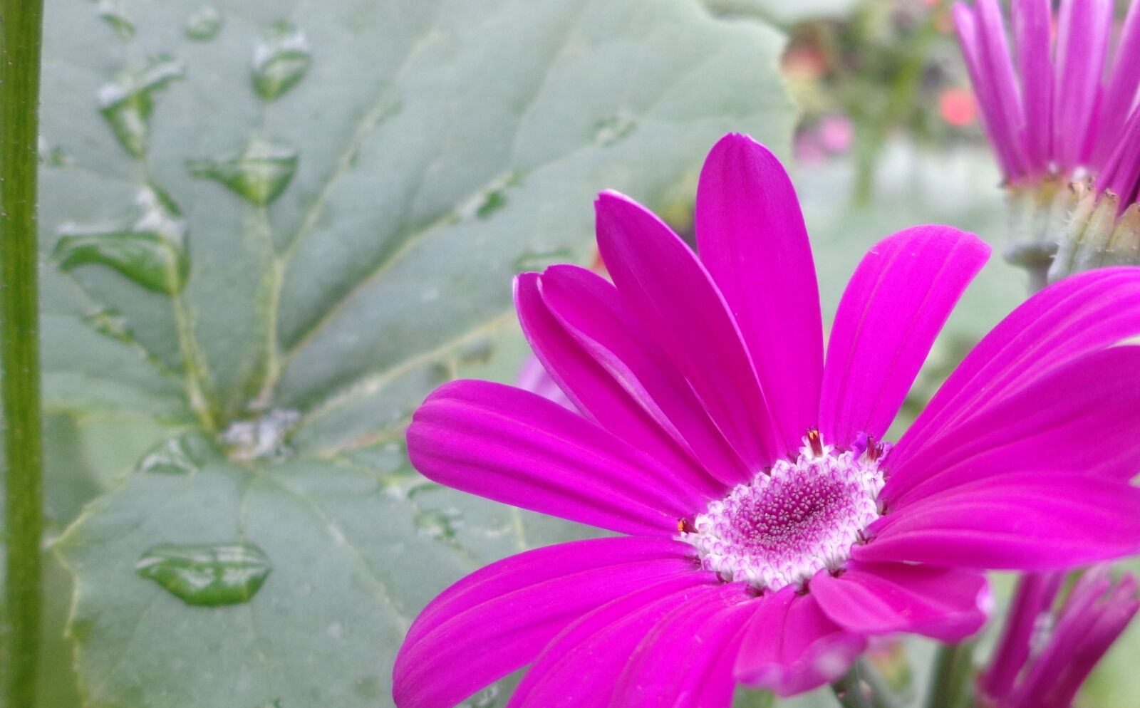 Sony DSC-W630 sample photo. Flower, nature, flora photography