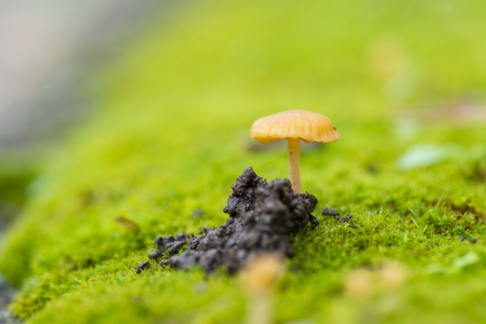 Nikon D800E sample photo. Mushroom, moss, forest photography