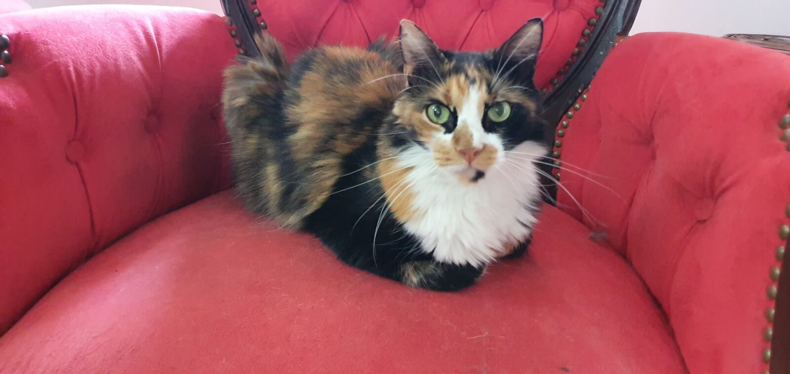Samsung Galaxy S10+ sample photo. Cat, calico, feline photography