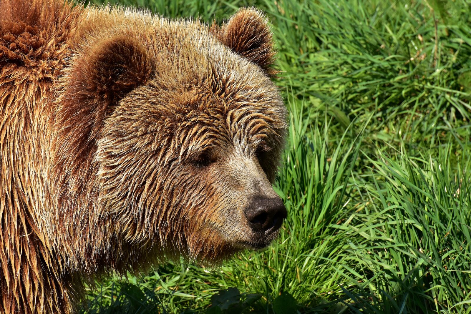 Nikon D7200 sample photo. European brown bear, bright photography