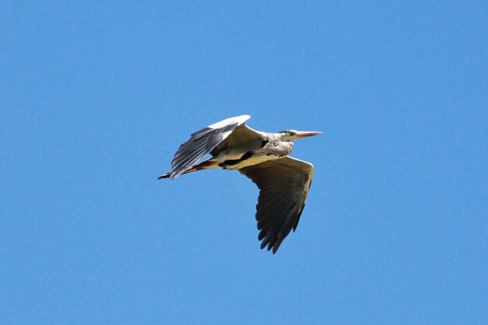 Canon EOS 5D Mark II sample photo. Grey heron, heron, bird photography