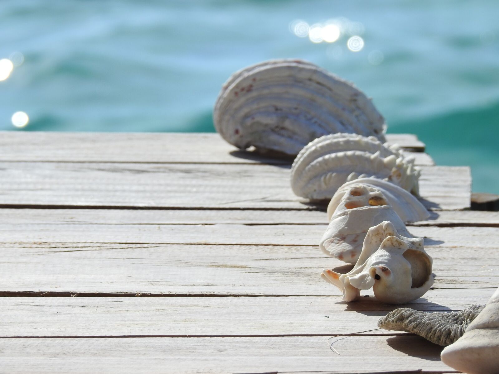 Nikon Coolpix P900 sample photo. Shell, wood, sea photography