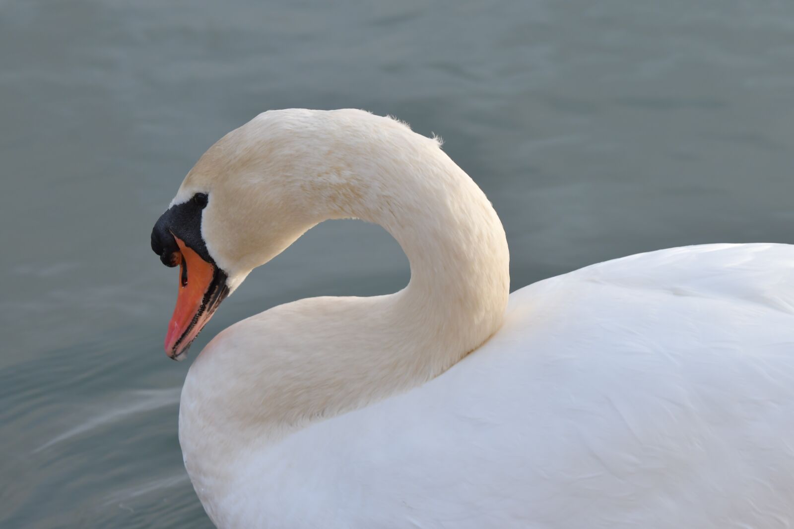 Nikon D500 sample photo. Swan, birds, lake photography