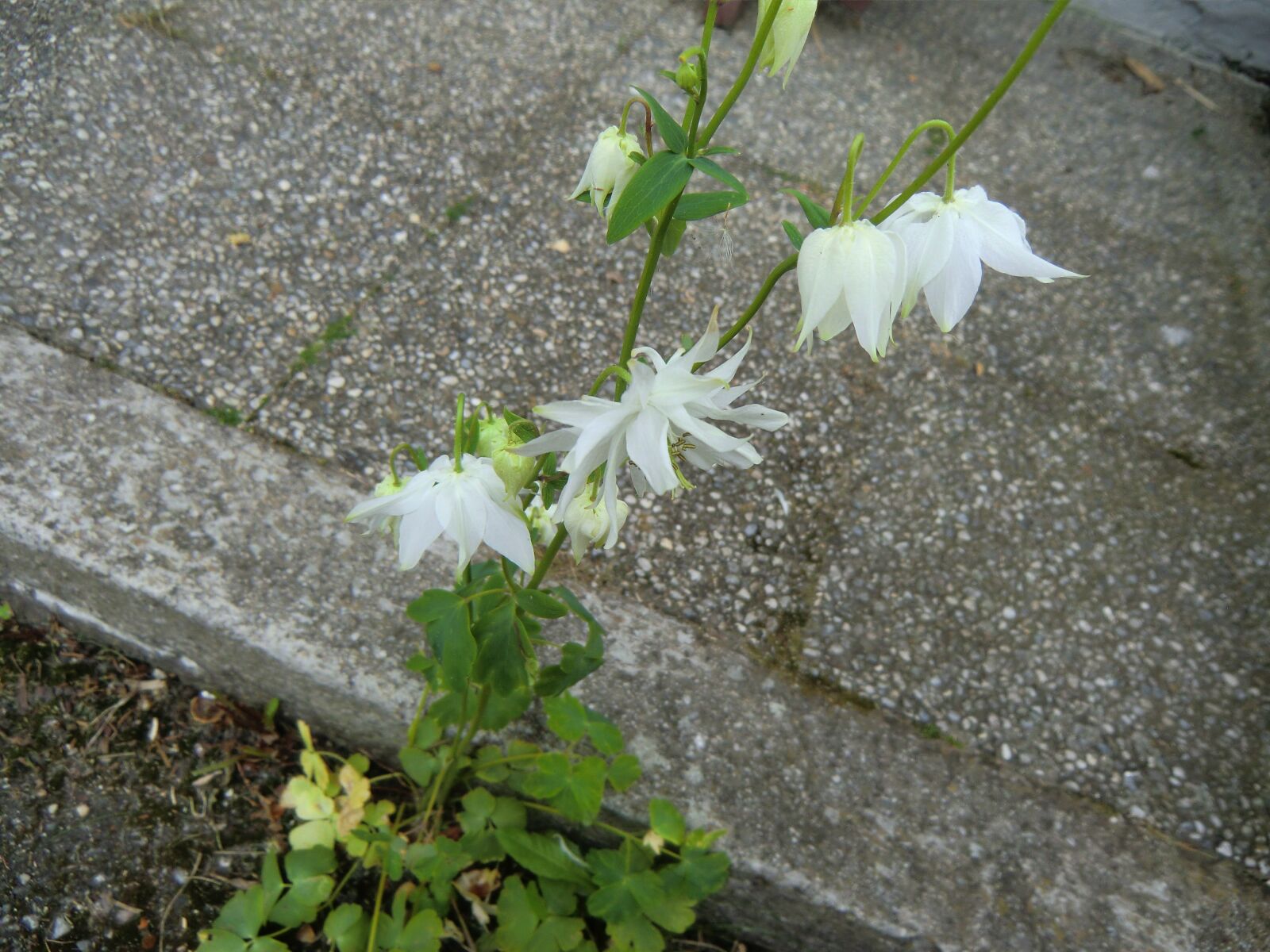 CASIO EX-H15 sample photo. White, flower, blossom photography