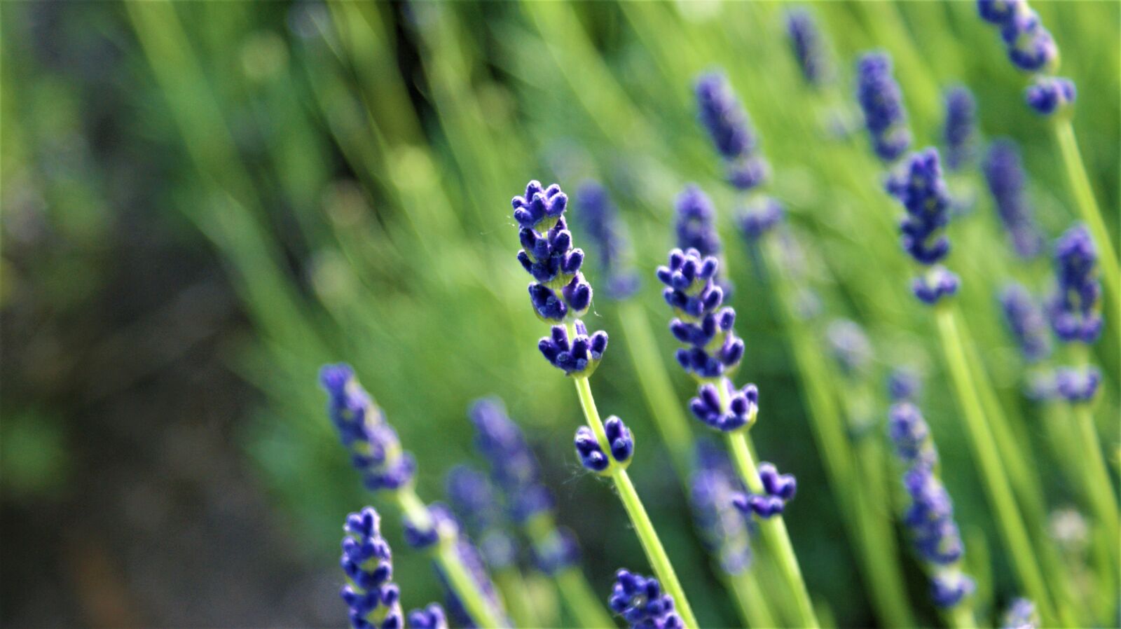 Sony Alpha DSLR-A350 sample photo. Lavender, blue, flowers photography