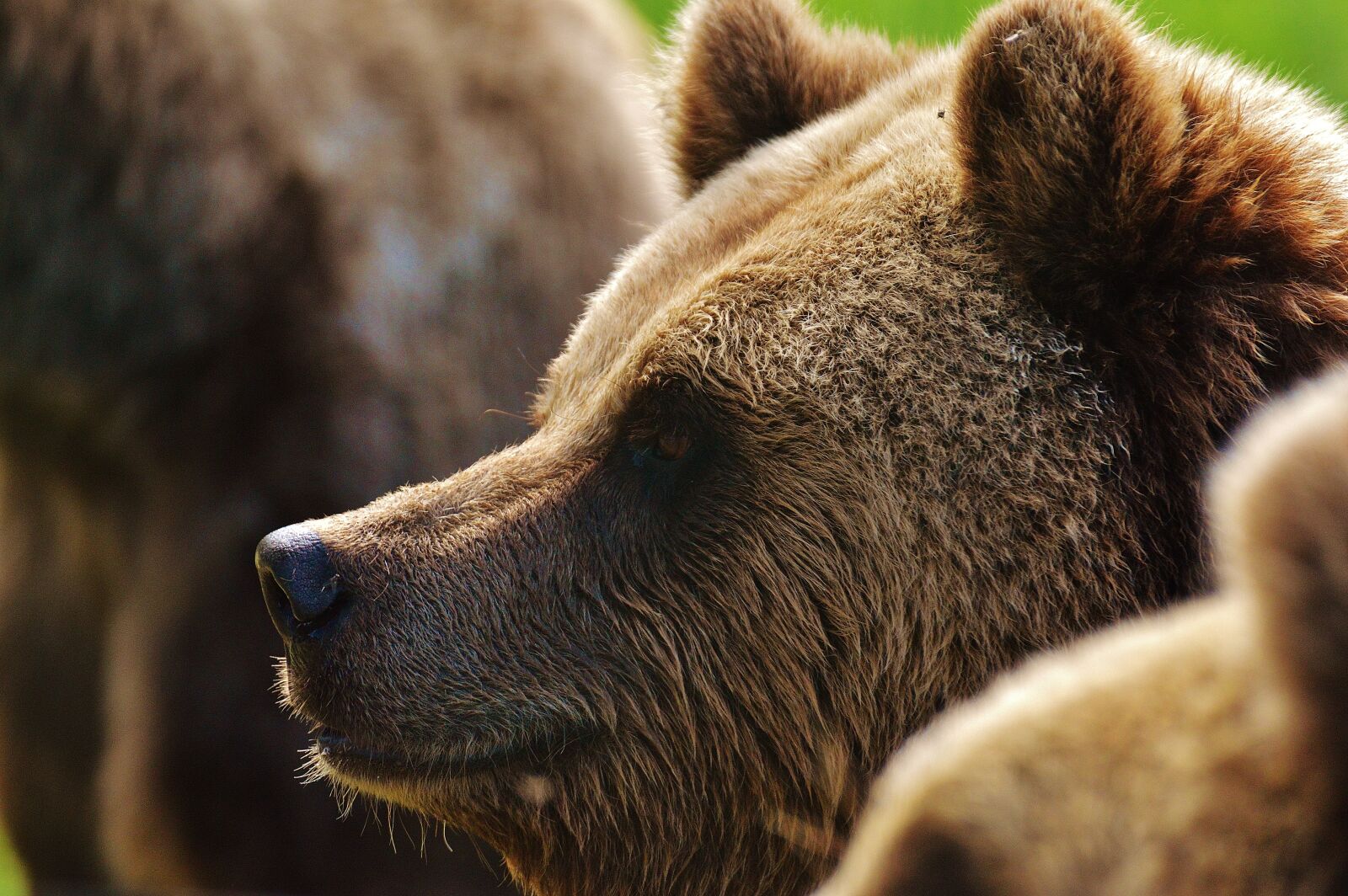 Nikon D3200 sample photo. Brown bear, animal world photography