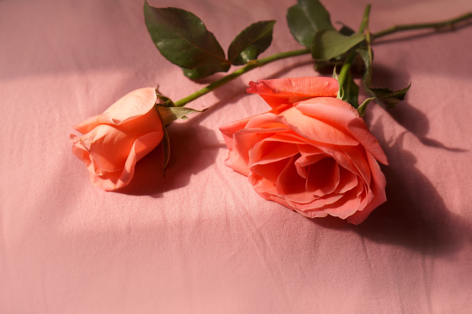 Sony Alpha NEX-F3 + Sony E 18-55mm F3.5-5.6 OSS sample photo. Natural, roses, love photography