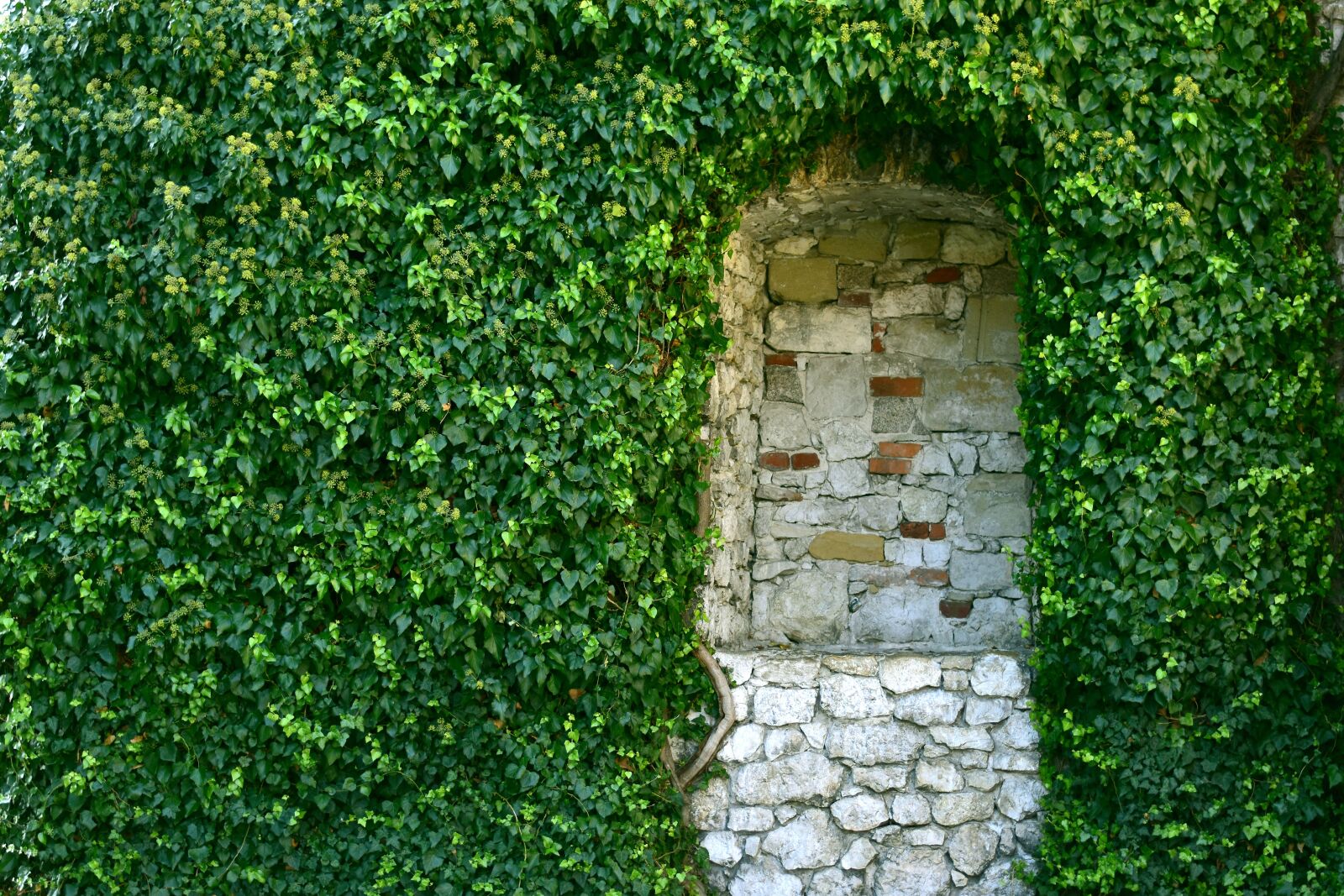 Nikon D3500 sample photo. Green, greenwall, castle photography