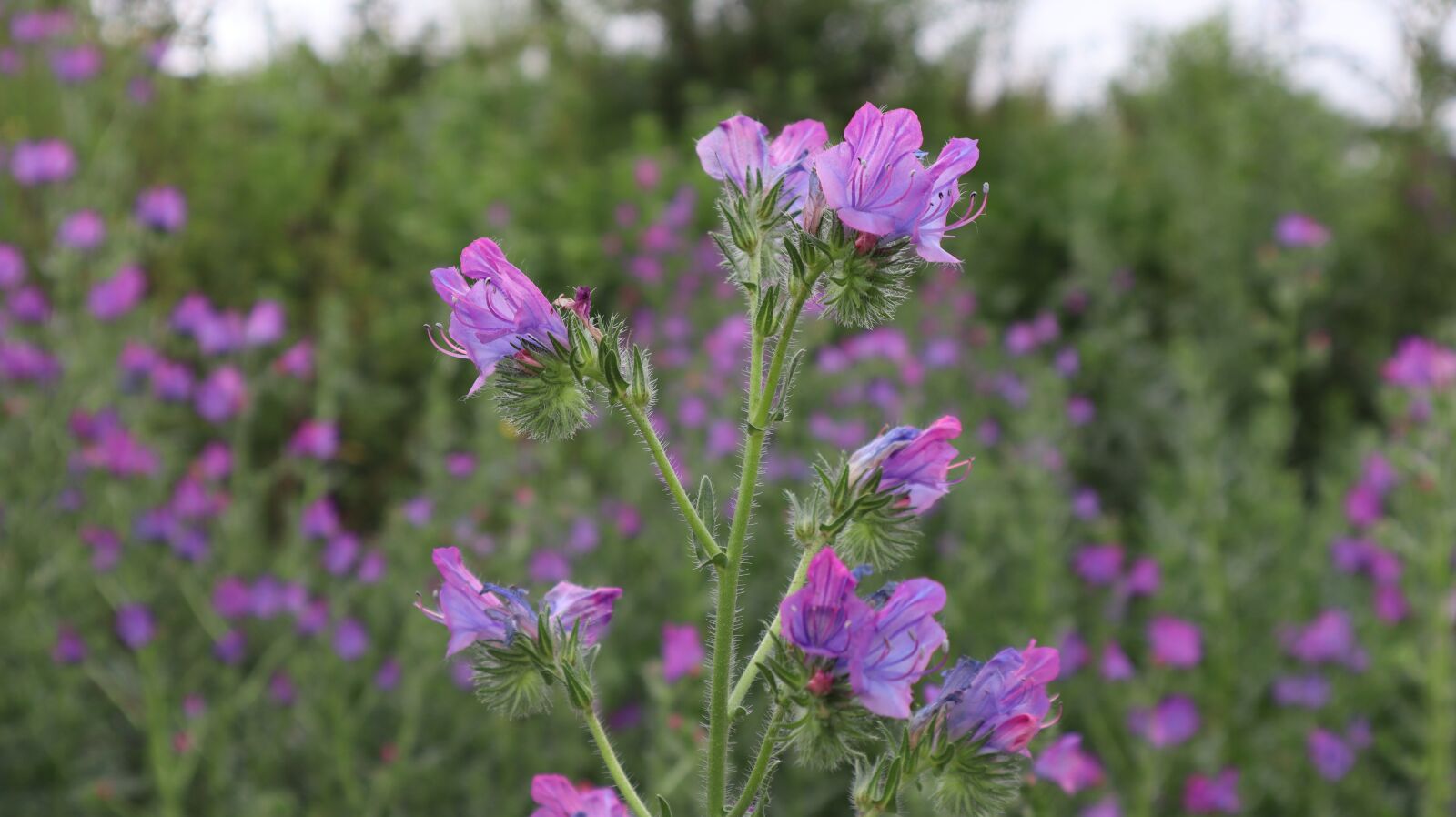 Canon EF-M 15-45mm F3.5-6.3 IS STM sample photo. Field, flowers, beautiful photography