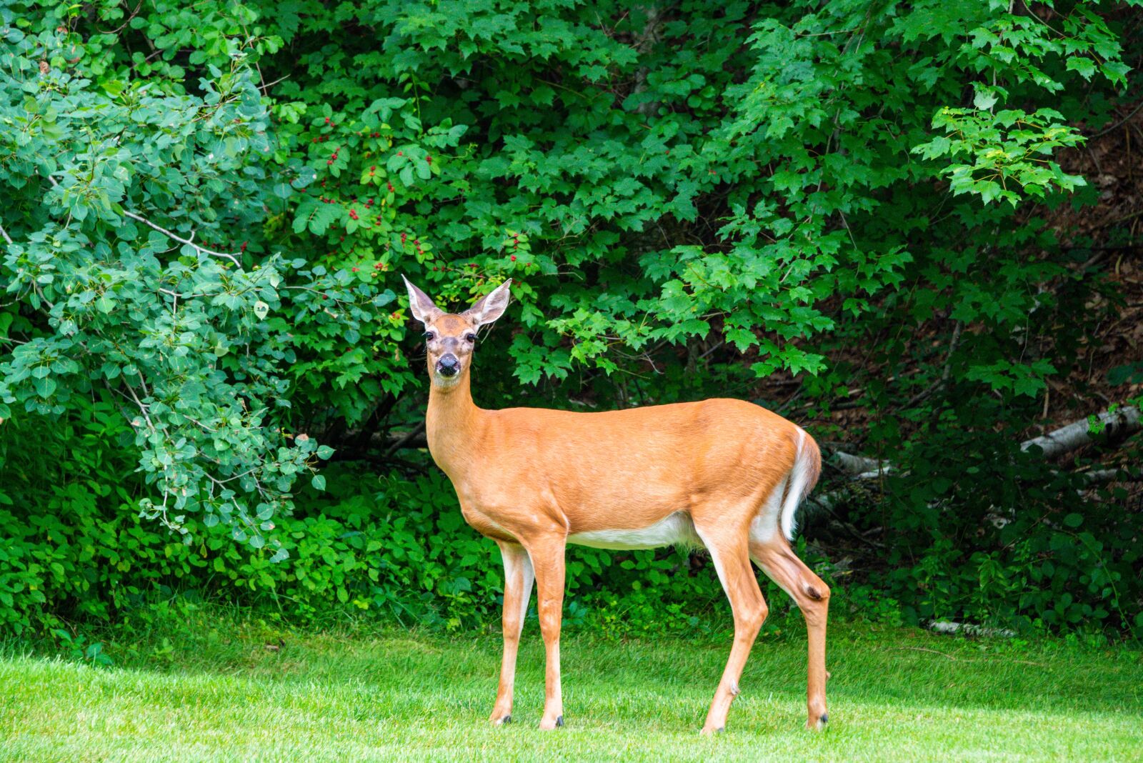 Nikon D800 sample photo. Deer, whitetail, wildlife photography