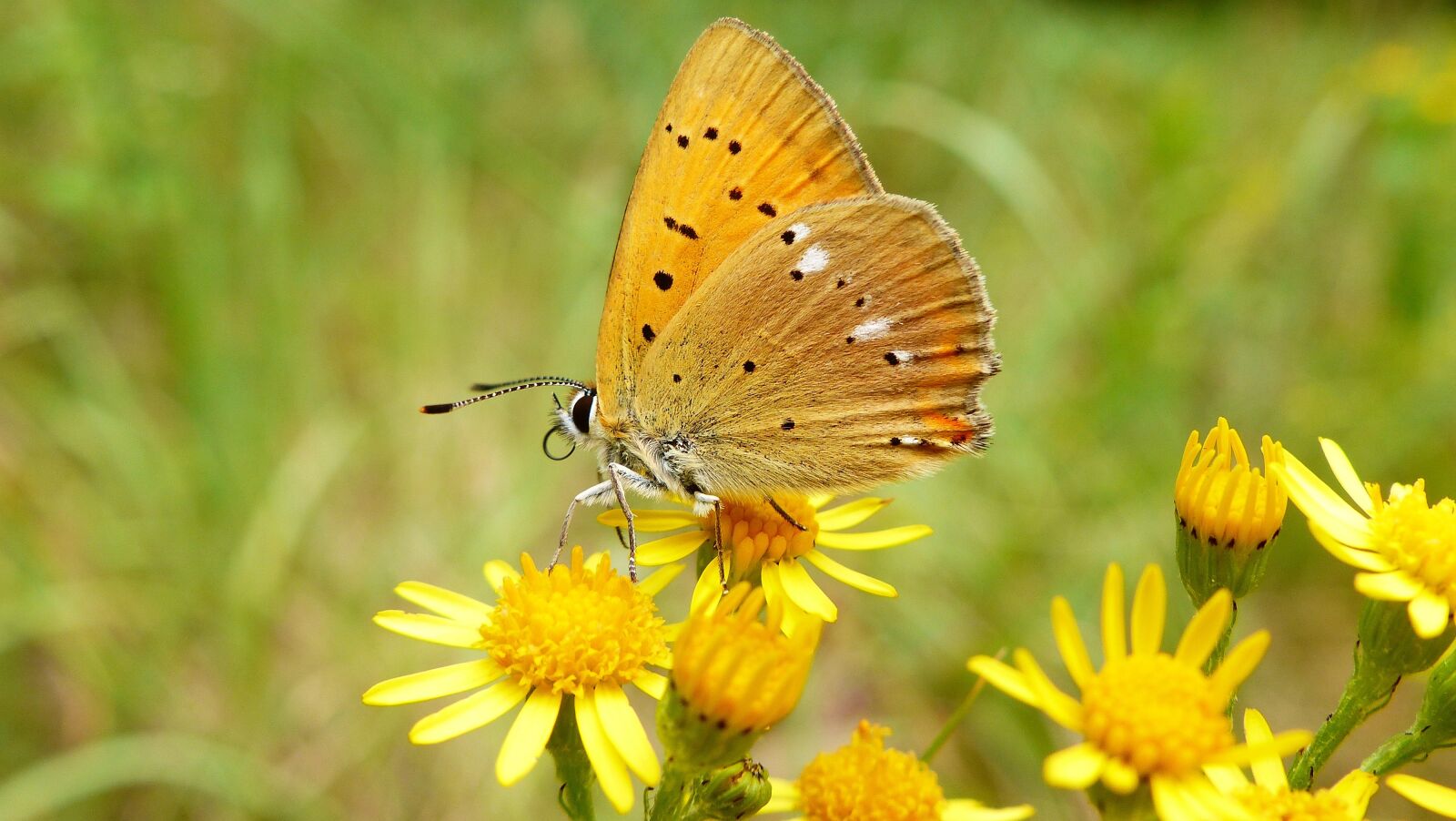 Panasonic Lumix DMC-FZ200 sample photo. Nature, insect, summer photography