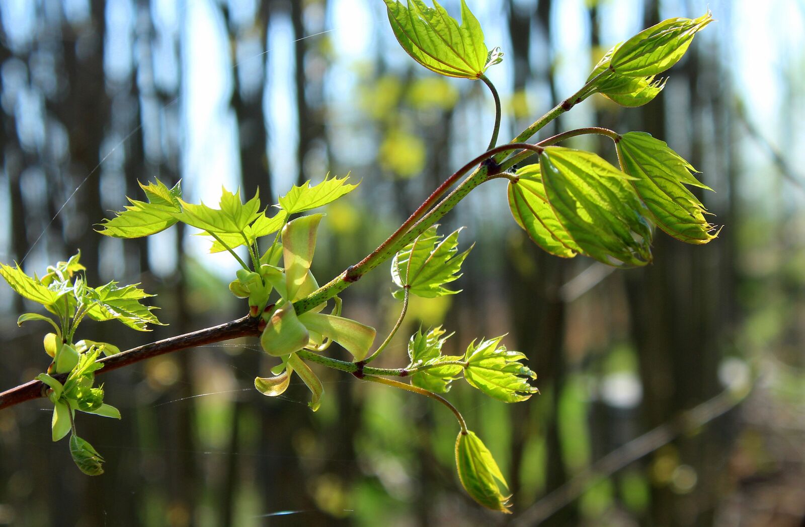 Canon EOS 1200D (EOS Rebel T5 / EOS Kiss X70 / EOS Hi) sample photo. Spring, sapling, forest photography