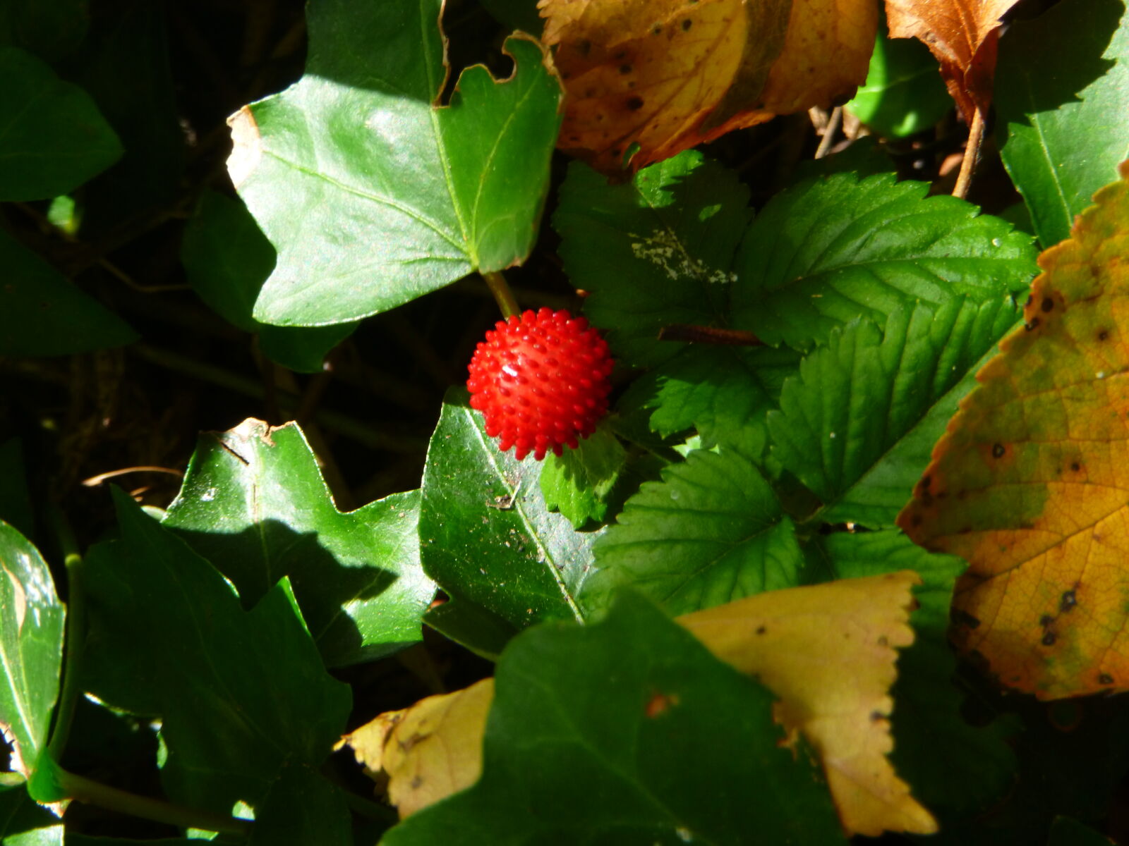 Panasonic DMC-FT25 sample photo. Strawberry, and, green, and photography