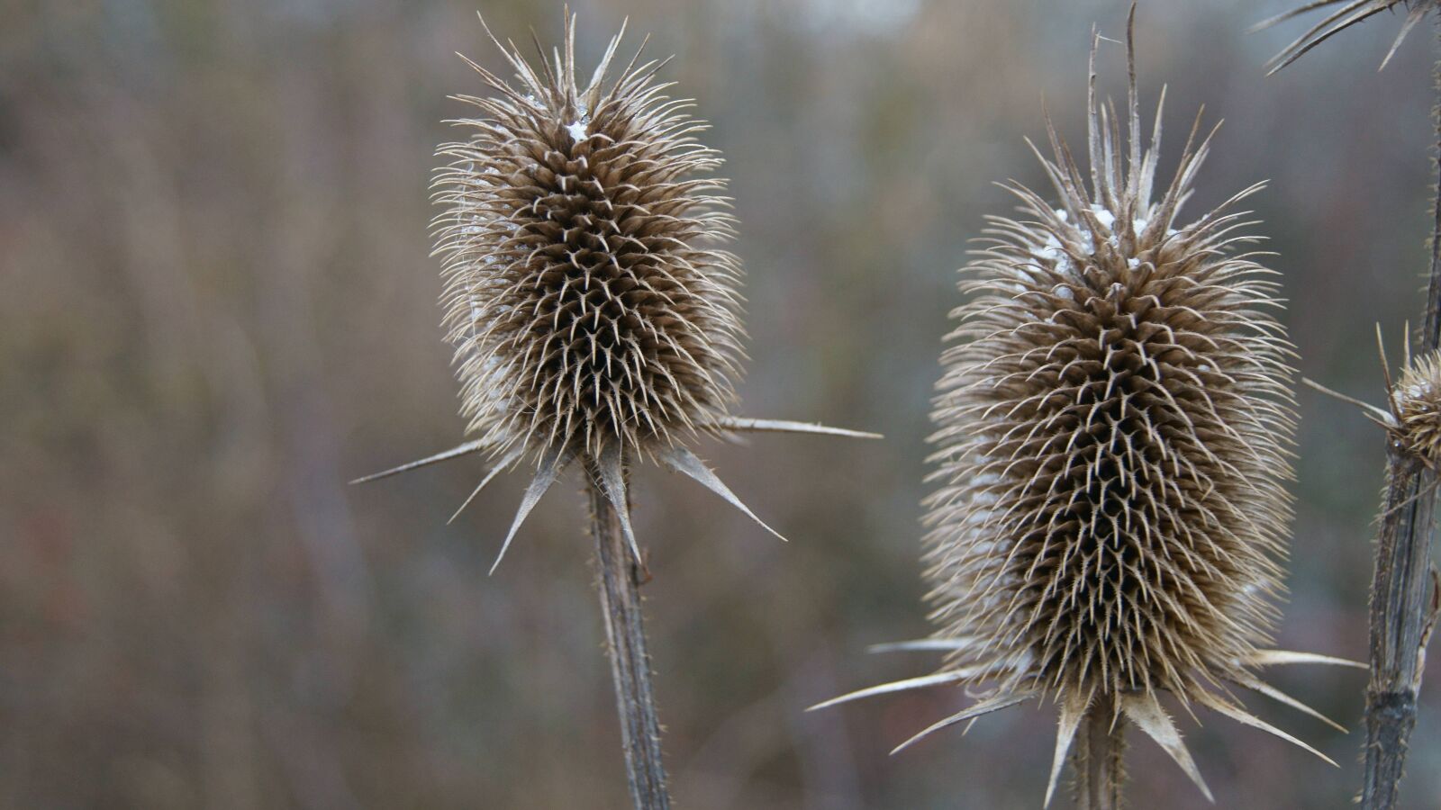 Sony DT 18-55mm F3.5-5.6 SAM II sample photo. Thistle, winter, nature photography
