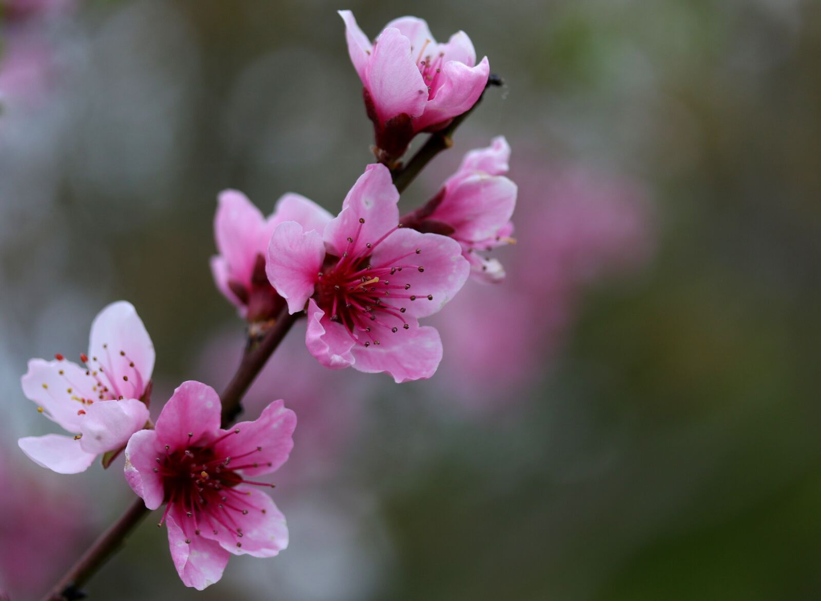 Canon EF-S 60mm F2.8 Macro USM sample photo. Flowers, pink, casey photography