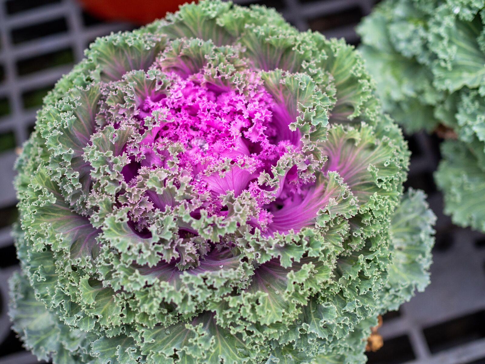 Olympus OM-D E-M1 Mark II + Olympus M.Zuiko Digital 25mm F1.8 sample photo. Cabbage, purple, head photography